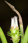 Southern pine aster